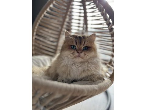 3 yaşında british longhair ny11