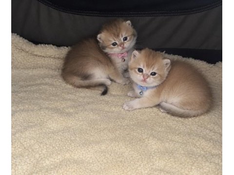Anne baba şecereli golden bebek kediler