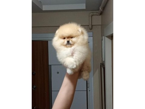 Üst kalite sıfır burun orijinal pomeranian boo