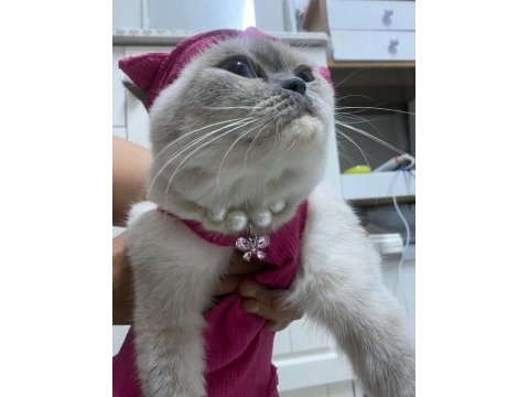 British shorthair sütlacımıza yuva arıyoruz