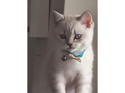 4 aylık british longhair tüm parazit aşıları yapıldı