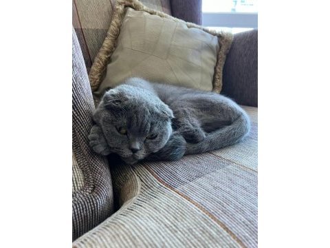Sevimli bir scottish fold kız