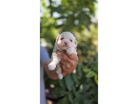 Kar topu bebek köpekler