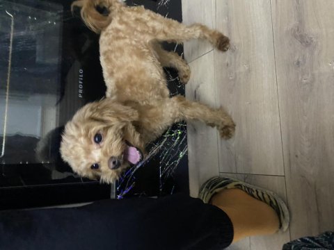 Tea cup maltipoo