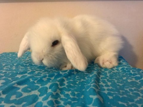 A kalite hollanda lop ve cüce tavşanlarım