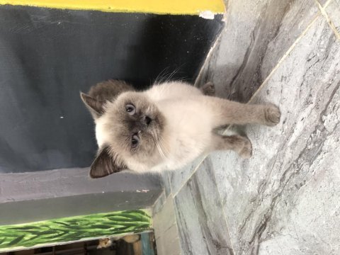 British shorthair bluepoint dişi 2,5 yaşında