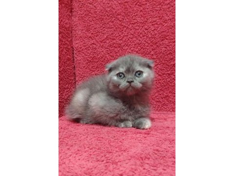 A++ kalitede top kafa sıfır kulak nadir renk scottish fold