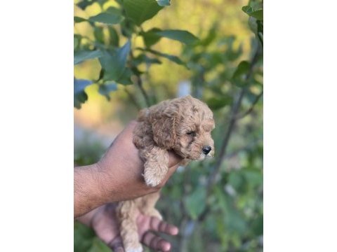 Toy poodle yavrumuz çok tatlıdır