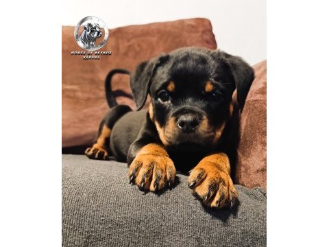 A şecereye sahip rottweiler yavrular