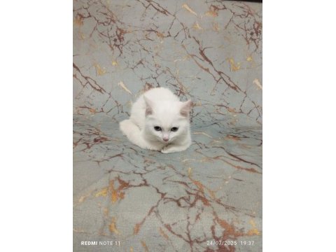Beyaz british shorthair