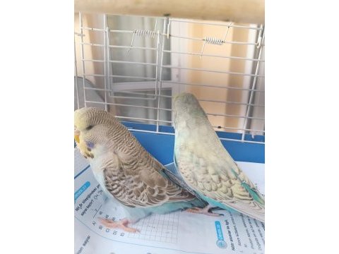 Konuşturmalık alıştırmalık a kalite şov jumbo kuşlar