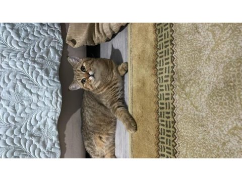 Erkek kedi sahiplendirme british shorthair