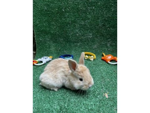 Yuvanıza tatlı tavşan yavrular istanbul