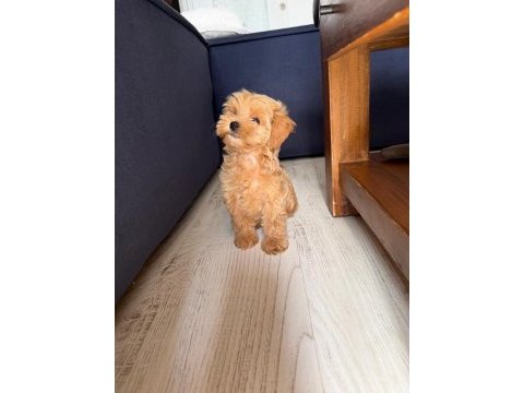 Sıfır numara kore maltipoo