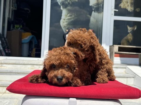 Çok özel redbrown kore toy poodle yavrularımız
