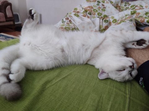6 aylık erkek çipli british shorthair