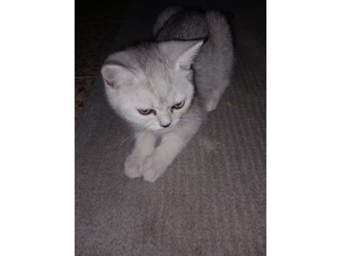 Cana yakın oyuncu british shorthair 2 aylık dişi