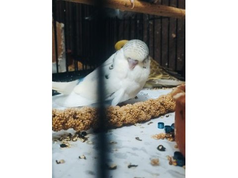 Maşallah show jumbo muhabbet kuşu damızlık ve yavrular