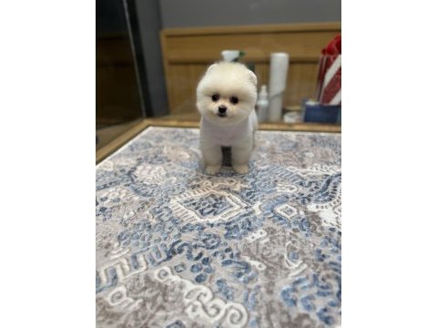 En güzel pomeranian boo yavrualar