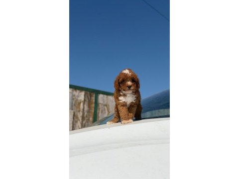Parti color toy poodle yavrular