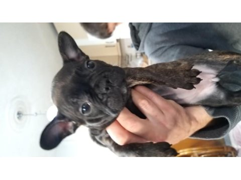 French bulldog yavruları