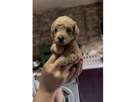 Toy poodle yavrularımız
