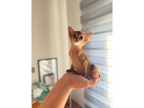 Safkan anne ve babalarımızdan mükemmel habeş kedileri