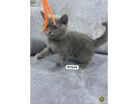 Blue british shorthair kediler izmir