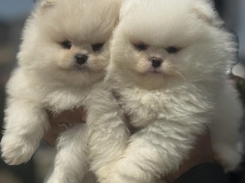 Yarışma düzeyinde sçr li pomeranian petmode den