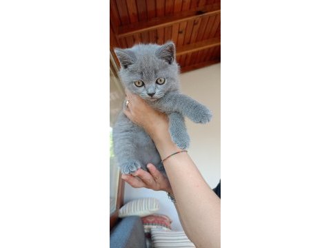 Safkan british shorthair yavru