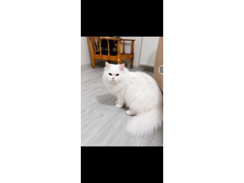 British longhair kedisi beyaz