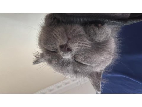 Yavru british shorthair