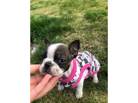 French bulldog dişi