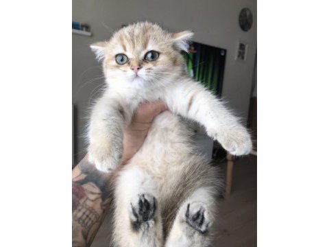 Safkan british shorthair