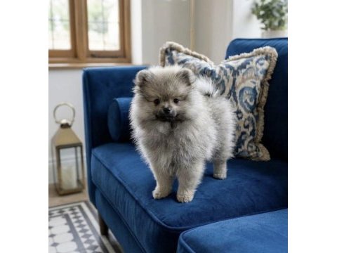 Pomeranian erkek
