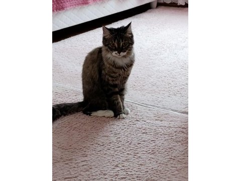 British longhair dişi kedim