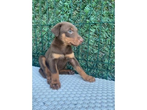 Doberman kızıl ırk