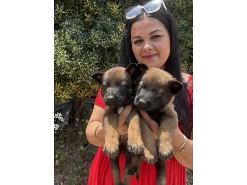 Safkan üst kalite malinois yavrularım