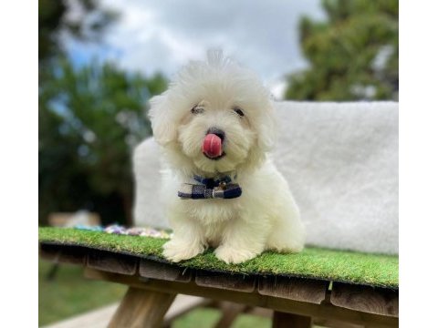 Safkan maltese terrier