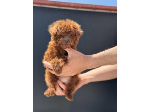 Show kalite tea cup kore poodle yavrumuzu canlı görün
