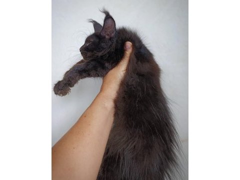 Harika sağlıklı maine coon dişi yavru