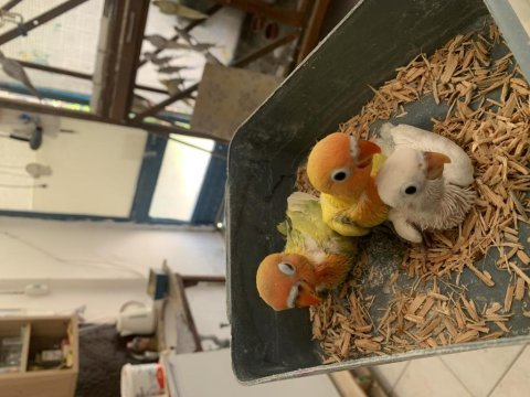 Eğitmelik yavru mutasyon cennet papağanları alanya