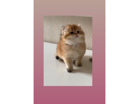 Safkan british shorthair yavrular