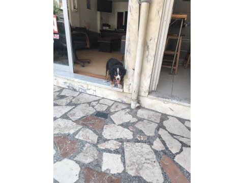 2.5 aylık orjinal bernese çok akıllı wc eğitimli