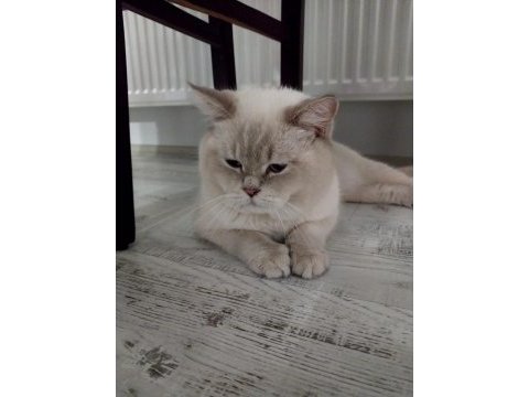 Ücretsiz red point british shorthair