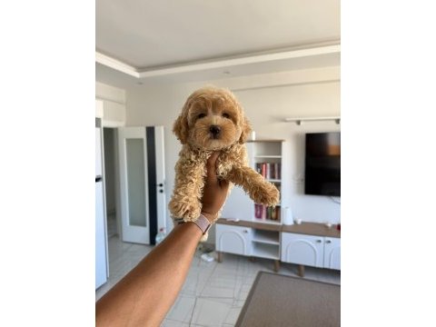Mini boy maltipoo bebekler