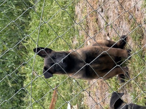 Kalitenin adresi mete köpek akademisi (malinois)