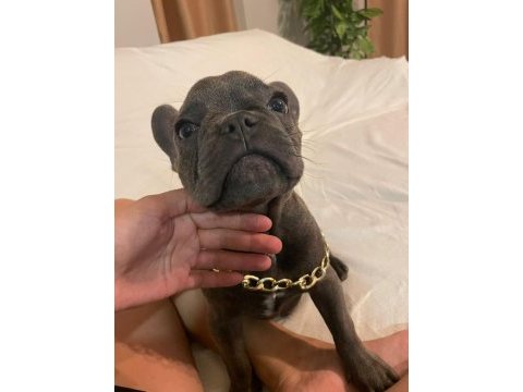 4.5 aylık french bulldog blue