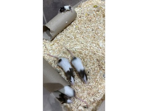 7 panda mice koloni şeklinde (renkler trde cok yok) pet