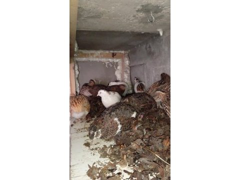 Kuluçkalık çin bıldırcın yumurtası